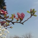 노래 가사로 본 봄꽃의 의미,목련 이미지