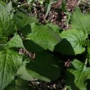 시인의 뜰 이미지