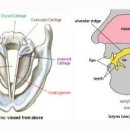 발성의 원리와 발성기관 이미지