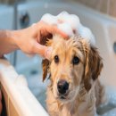 고려애견샵 이미지