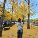 원주 단풍, 은행놀이 장소 추천 - 원주 연세대학교 미래캠퍼스 (+주차, 사진스팟, 매지저수지 둘레길 )