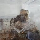 더 샵 동물메디컬센터 | 서울 송파 파충류 샵 | 사우스렙타일스 방문 후기