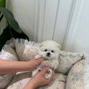 부산강아지분양 퍼피룸 이미지