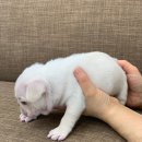퍼스트독앤캣 이미지