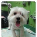 까꿍펫살롱 이미지