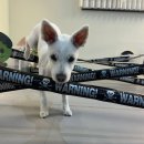 레츠개릿 이미지