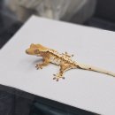 원주브리딩 이미지