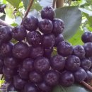 명전계곡 이미지