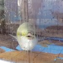 향림초장 이미지