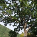 뿌리깊은나무 이미지