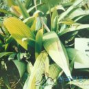 선모(仙茅)A 이미지