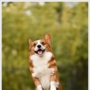 강아지발바닥 이미지