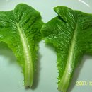 로메인상추 Lactuca sativa 이미지