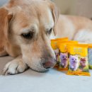 똥싼 강아지 | 강아지 눈물티슈 부작용없는 마스코타 미니펫티슈 무향 약알칼리성