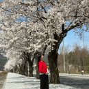 굿앤삼마루약업사 | 정선 벚꽃 태교 여행 🌸(파크로쉬 숙암 트윈룸, 조식, 임산부 카밍요가, 수영장, 정선 벚꽃길 벚꽃축제)