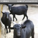 삼구농장 이미지