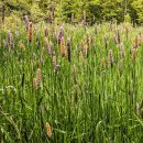 티머시 [큰조아재비, Timothy (Phleum pratense)] 이미지