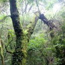식장산 숲길 이미지