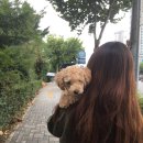 퍼피앤캣 이미지