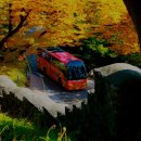 (주)노랑풍선시티버스 이미지