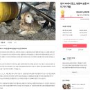 얼마 전 부산에서 불법번식장 구조한 개들을 도울 수 있는 방법이 있어! 댓글만 써도 100원 기부 되는데 우리 같이할까? 이미지