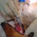 아쿠아동물병원 이미지