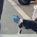 야옹야옹 이미지