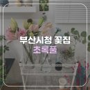 [부산/시청] 부산시청 양정 꽃집 초록풀 꽃다발 후기