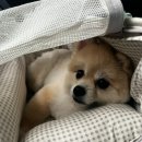 베이직 동물병원 이미지
