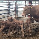 쌍둥이축산 이미지