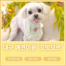 단비애견 미용실 | 대구 강아지 미용실 꼬망모르 | 통유리 + 탄산스파 + 포토존 말티즈 미용 후기