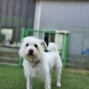 행복 애견방 이미지