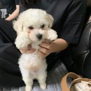 기쁨약국 | |두부 일상| 7개월 비숑프리제 남아 두부 일상 / 비숑프리제 키우기 / 광주 비숑프리제 미용 잘하는 곳
