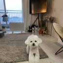 견공작소 이미지