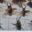 토드팜 | [공지] 2026 공룡 파충류 박람회 마곡 후기