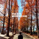 경상국립대학병원 기숙사 | 경남 진주 가을 단풍 가볼 만한 곳 메타세쿼이아 길 숨은 명소 경상대학교 칠암캠퍼스