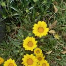 왕란약국 이미지