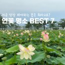 7월 8월 국내여행지 추천 연꽃명소 가볼만한곳 TOP7 이미지
