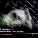 존재와 무와 닭 인간 Raised Wild-Bird boy of Fiji from AnimalPlanet 이미지