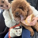 해피한 멍 이미지