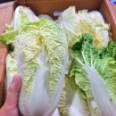 알배기 이미지