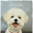 도도애견샵 이미지