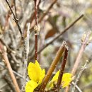 몇일전 보이던 개나리꽃 이미지