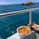 주식회사 맑은 | 하와이 오하우 여행 액티비티 거북이 스노쿨링 예약 팁, 준비물, 후기