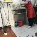 프리티 도그&캣 이미지