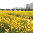 꽃천지 - 홍성군 충서로1159번길 40 | 꽃천지