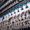 하림농장 이미지