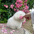 복슬 강아지 이미지