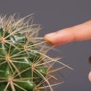 가시 살이 이미지