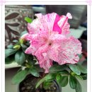 아젤리아 이미지